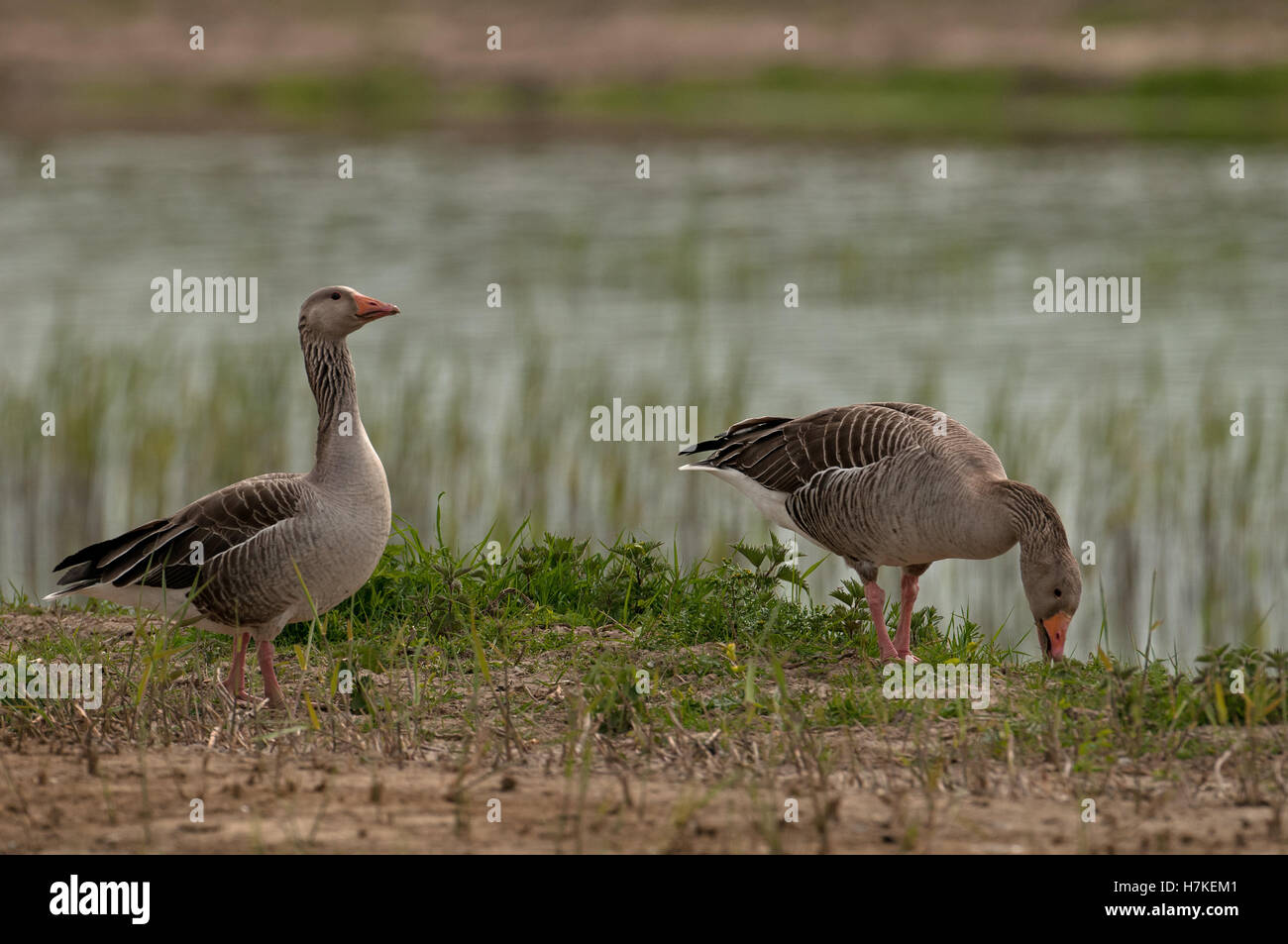 Greylag Geese-Anser anser feeding. Uk Stock Photo