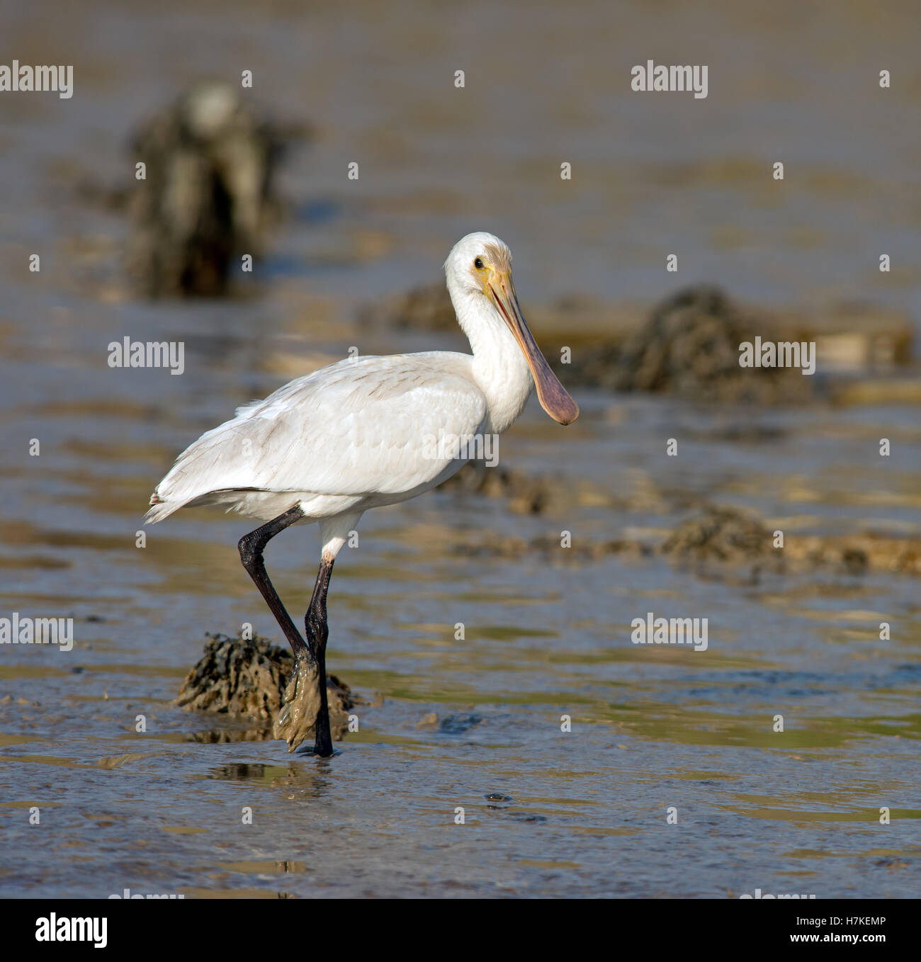 Juvenile Spoonbill-Platalea leucorodia in search of  food, Newhaven Tides, England, Uk Stock Photo