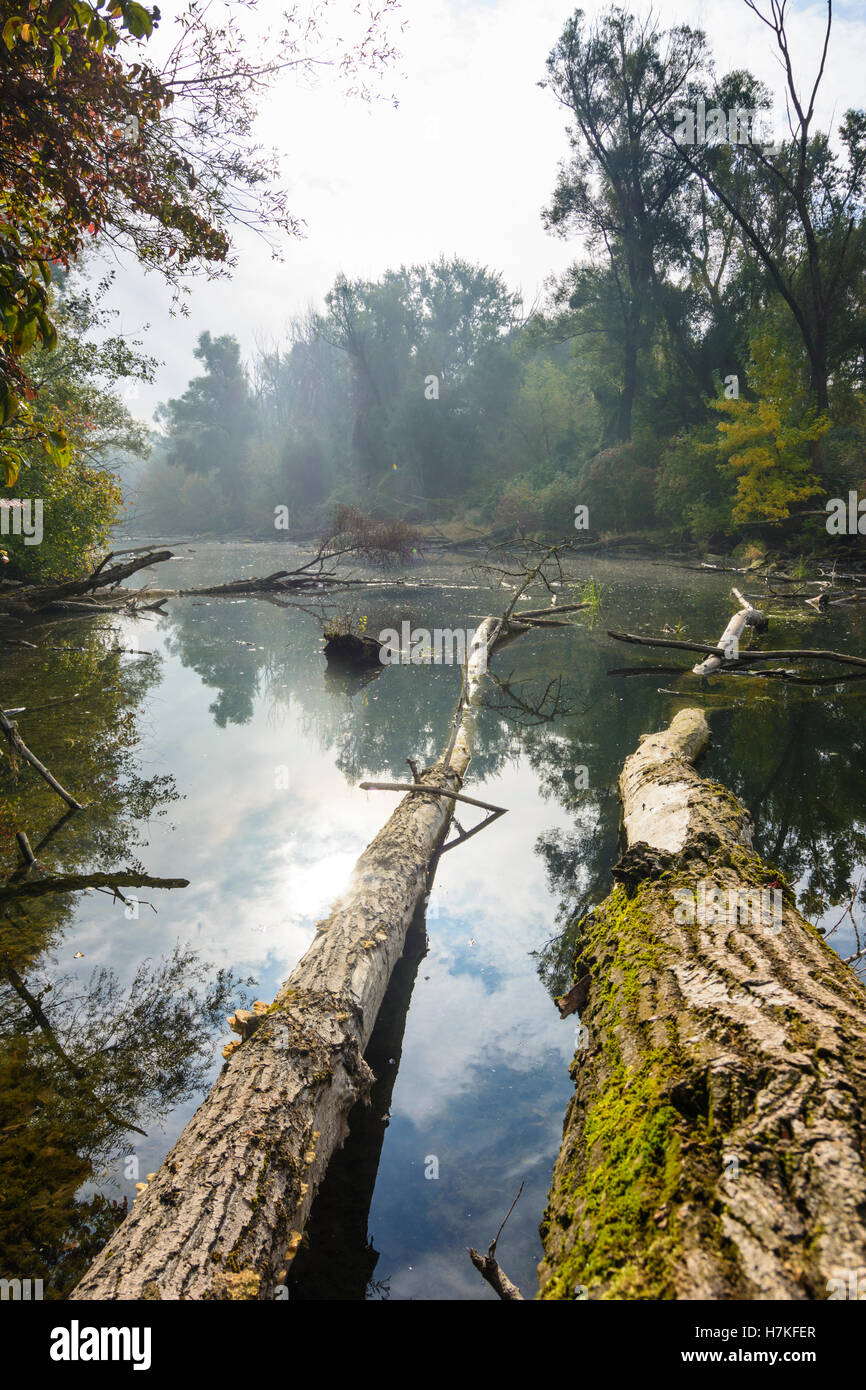 Wien, Vienna: Danube Island: natural reserve 'Toter Grund', oxbow lake, trees, 22., Wien, Austria Stock Photo