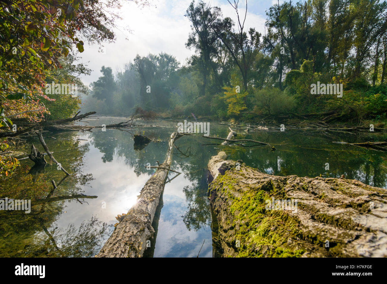 Wien, Vienna: Danube Island: natural reserve 'Toter Grund', oxbow lake, trees, 22., Wien, Austria Stock Photo