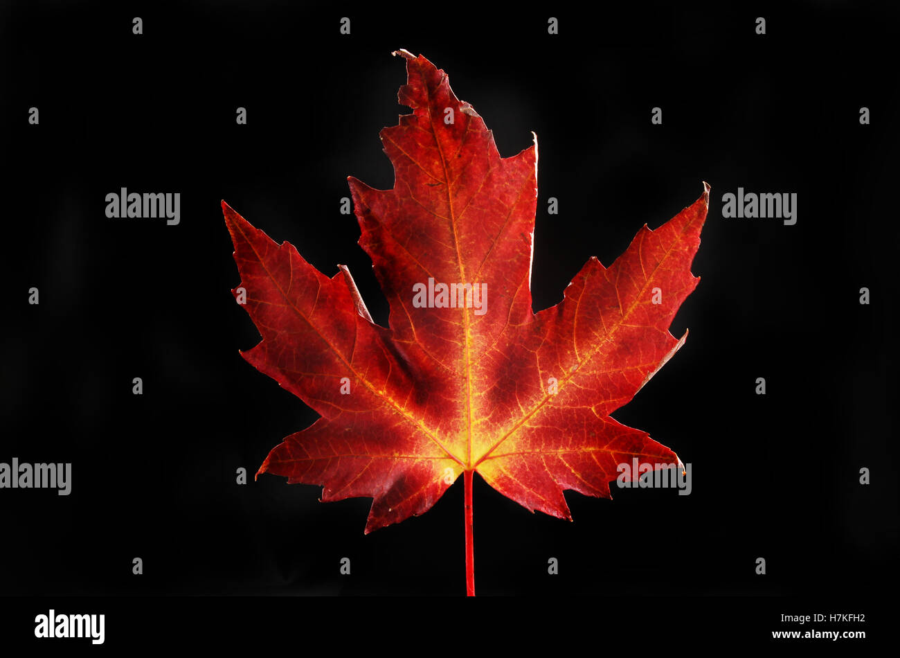 Autumn colours, reds and yellows in a maple leaf isolated against a black background Stock Photo