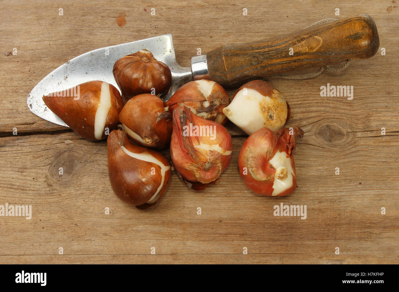 Tulip bulbs and a garden trowel on old weathered wood Stock Photo