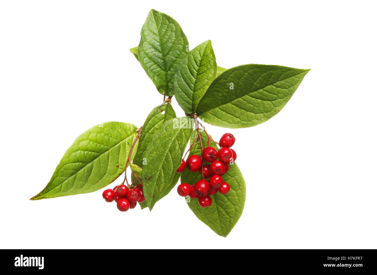 Cotoneaster leaves and red berries isolated against white Stock Photo