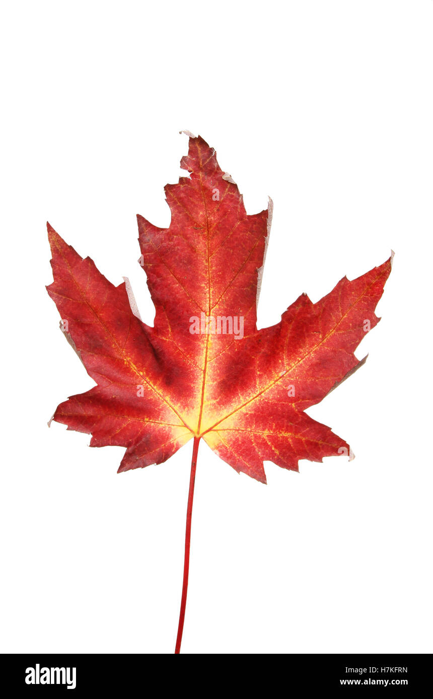 Autumnal colors, reds and yellows in a maple leaf isolated against white Stock Photo