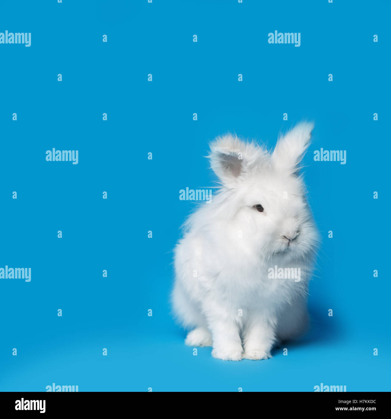 Video of white rabbit on blue screen Stock Photo - Alamy