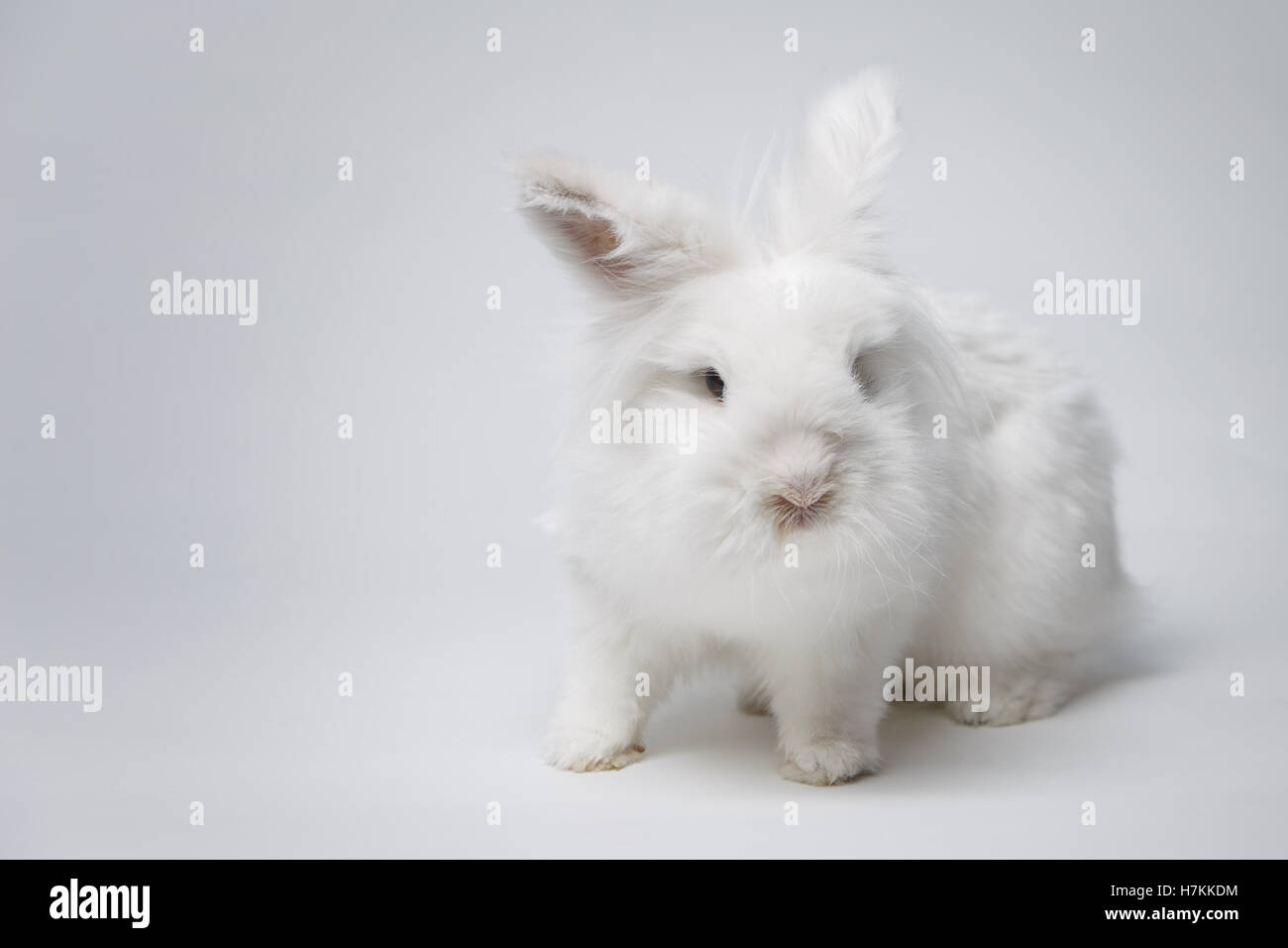 Video of white rabbit on blue screen Stock Photo - Alamy