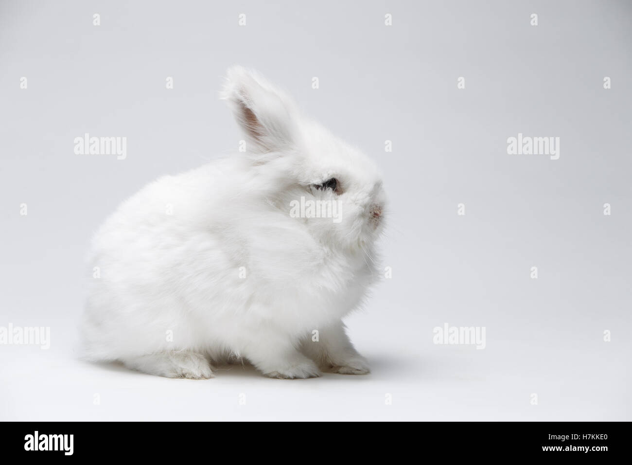 Video of white rabbit on blue screen Stock Photo - Alamy