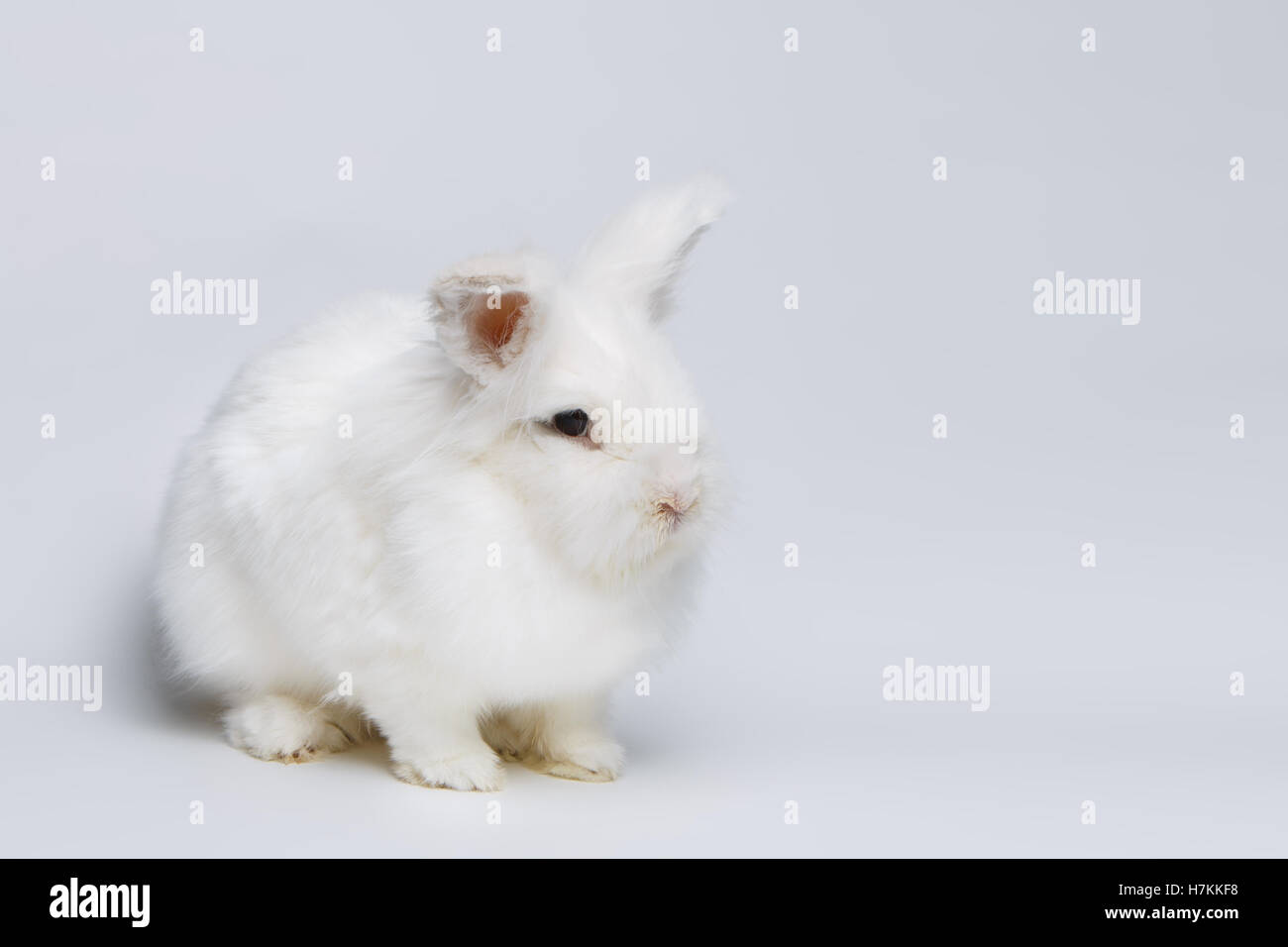 White pets hi-res stock photography and images - Alamy