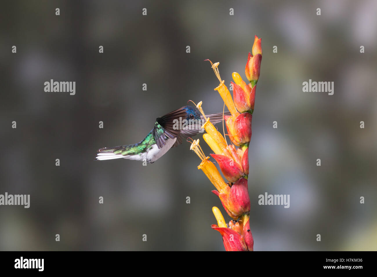 A whitenecked jacobin feeds on nectar rich flowers in the Tandayapa