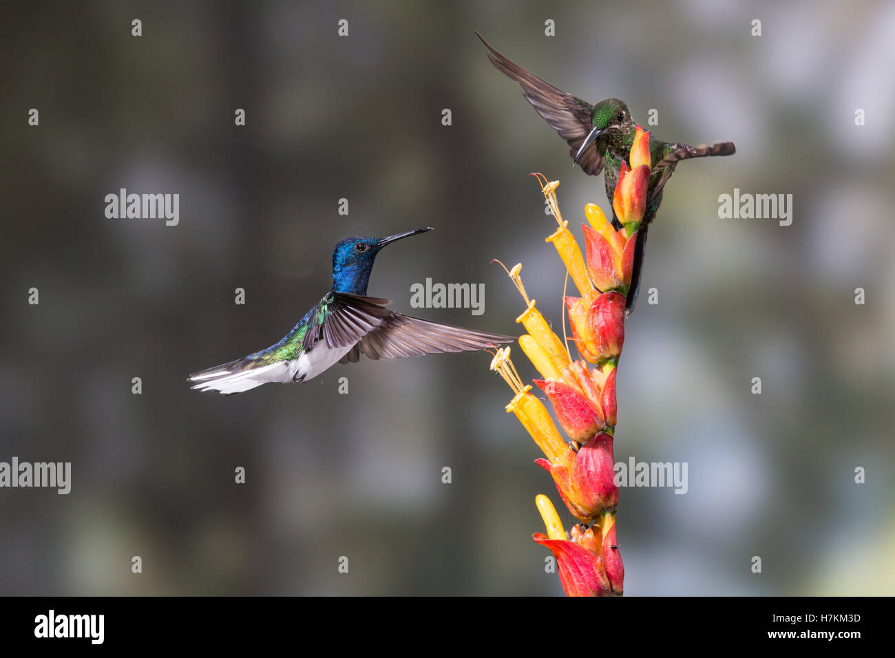 A whitenecked jacobin feeds on nectar rich flowers in the Tandayapa