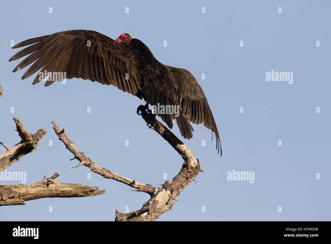 The turkey vulture is a scavenger and feeds mostly on carrion. It finds its food using its keen