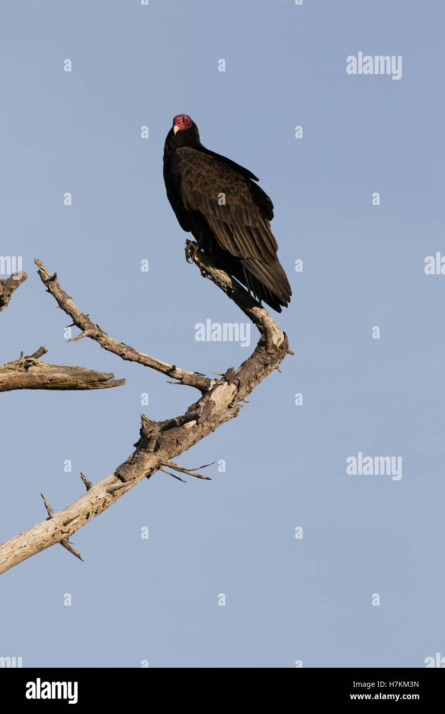 The turkey vulture is a scavenger and feeds mostly on carrion. It finds