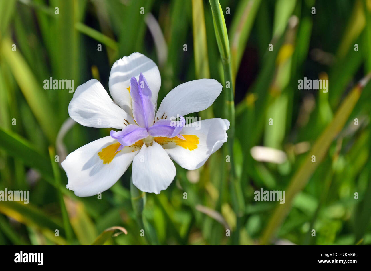 Large Wild iris or Fairy Iris, Dietes grandiflora, growing in an Australian garden Stock Photo