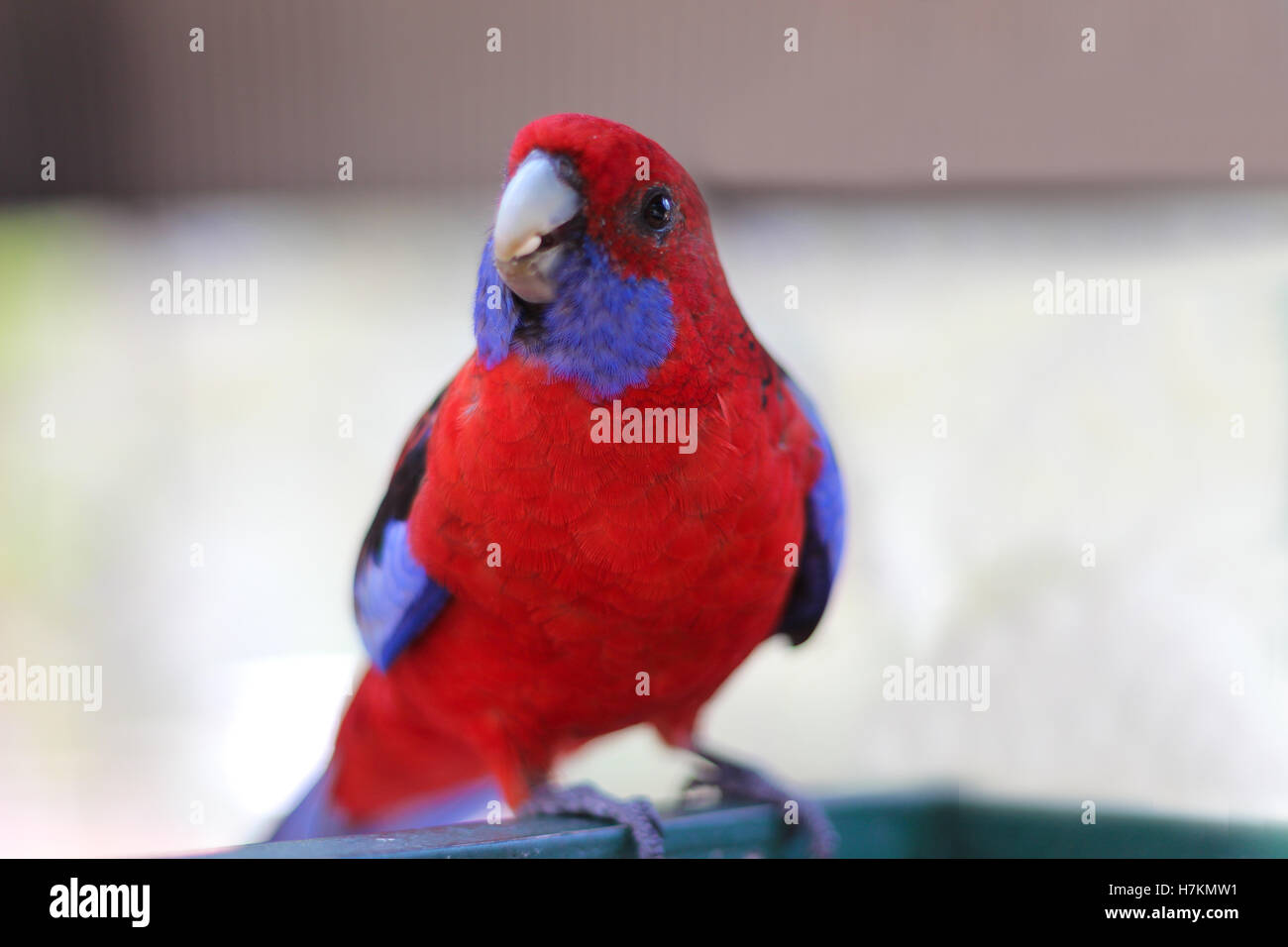 Crimson Rosella, a small red and blue parrot native to eastern and south eastern Australia. Stock Photo
