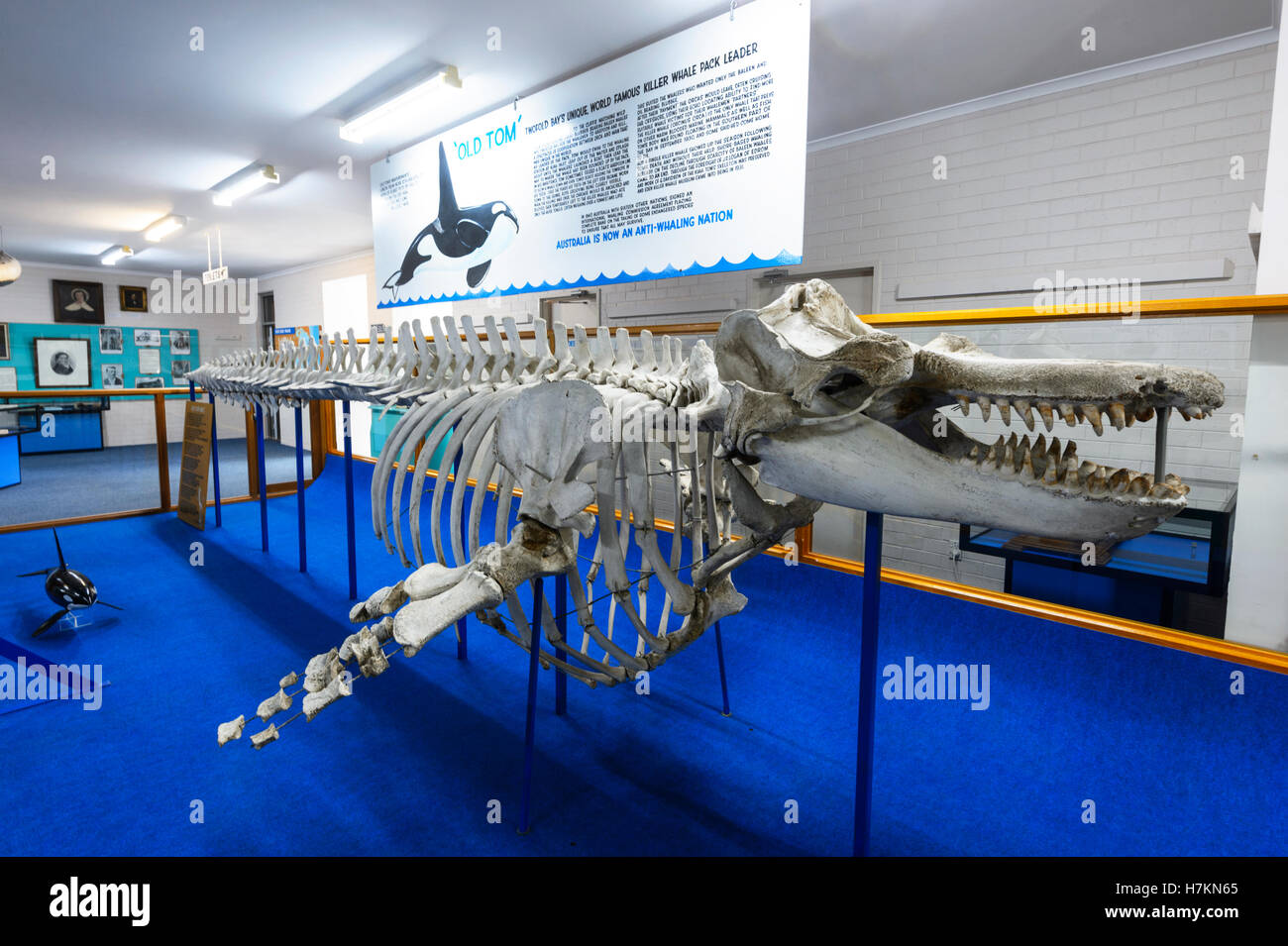 Old Tom skeleton, a Killer Whale from Twofold Bay, exhibited at Eden Killer  Whales Museum, South Coast, New South Wales, Australia Stock Photo - Alamy