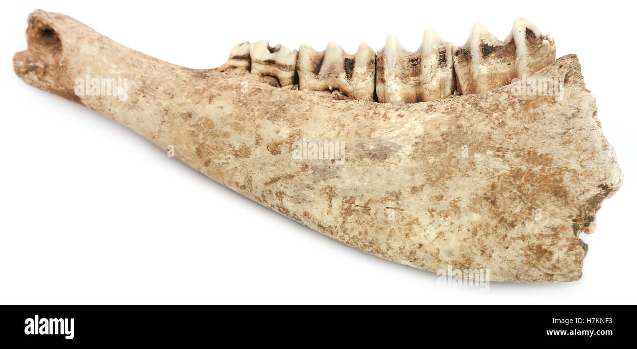 Cow bone of Jaw over white background Stock Photo