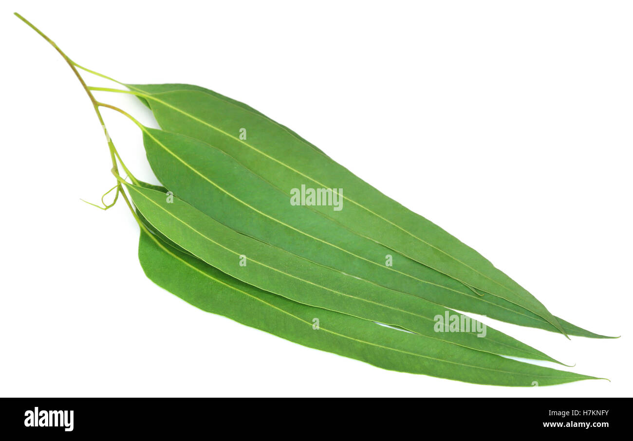 Eucalyptus leaves hires stock photography and images Alamy