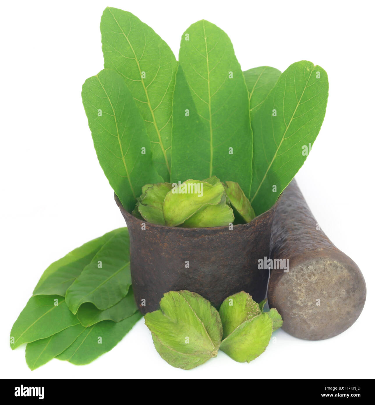Green leaves of medicinal Terminalia arjuna with fruits in a vintage mortar with pestle Stock Photo