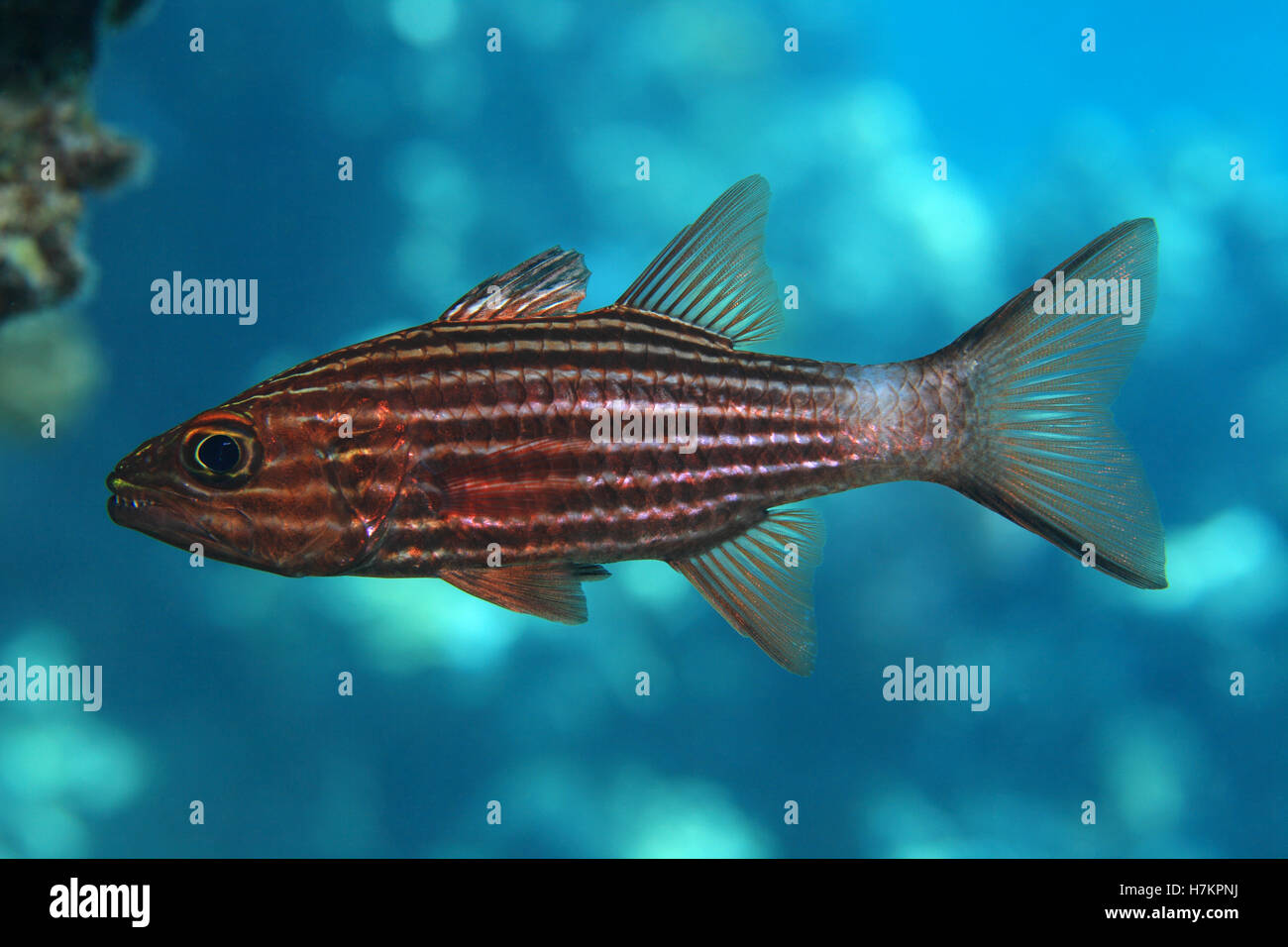 Large toothed cardinalfish (Cheilodipterus macrodon) underwater in the tropical coral reef of the red sea Stock Photo