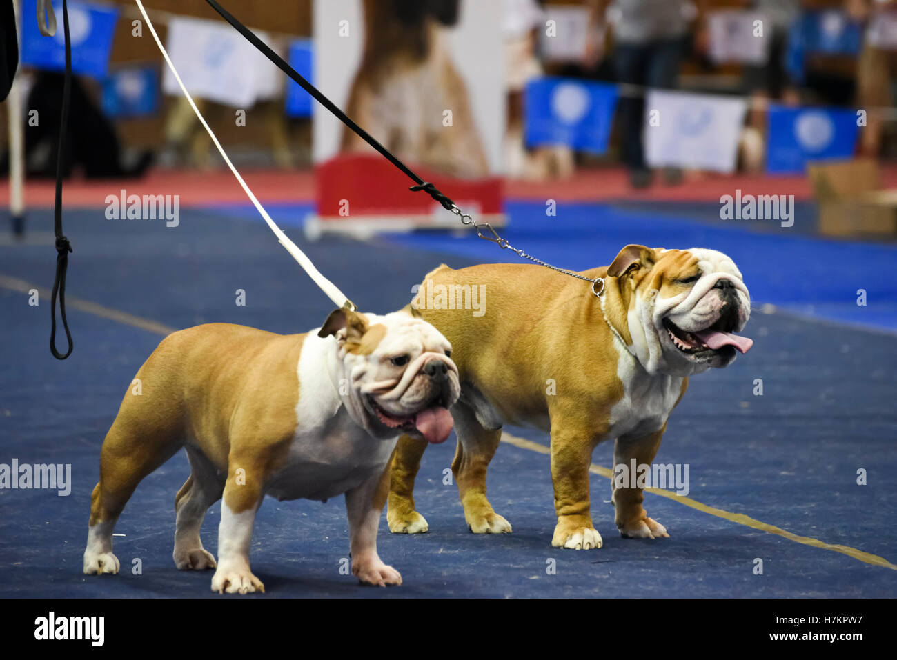 Two English Bulldogs paraded at a dog show Stock Photo