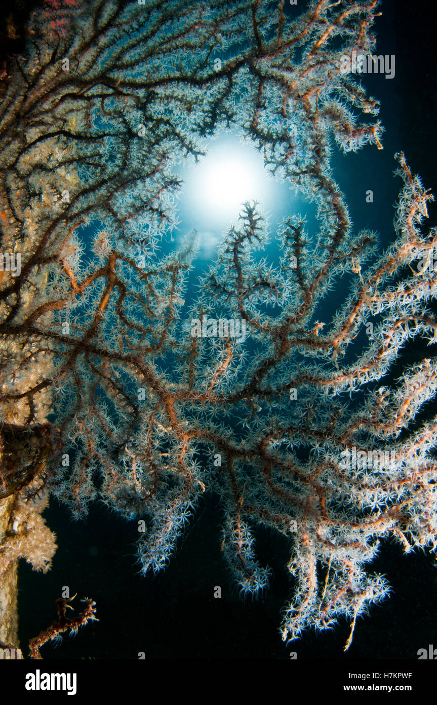 Anthogorgia caerulea coral. Photographed in the Red Sea, Israel Stock Photo