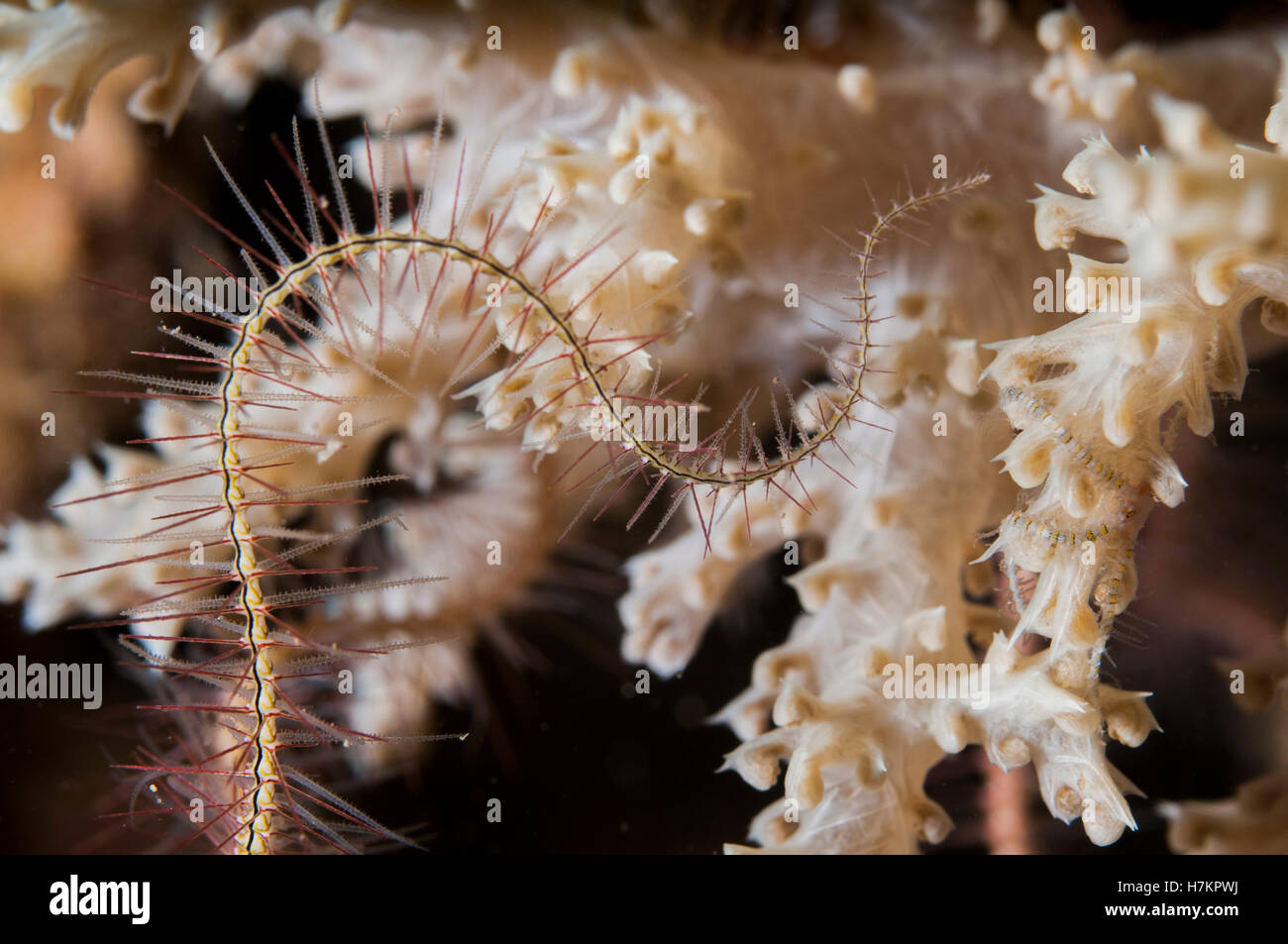 Brittle stars or ophiuroids on a coral reef. Photographed in the Red