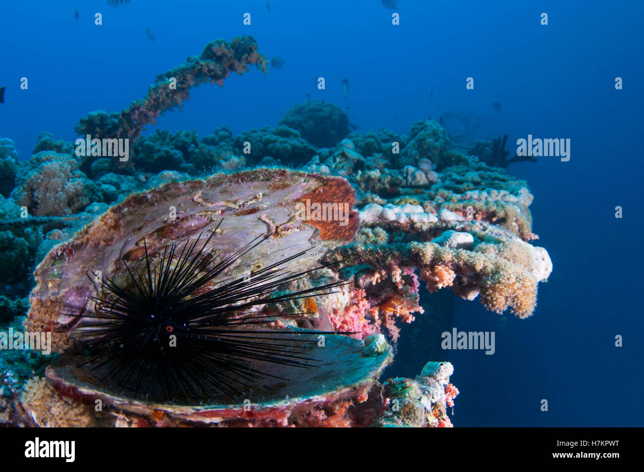 Black Sea urchin (Echinoidea) hides within a clam shell. Photographed the Red Sea, Eilat, Israel Stock Photo