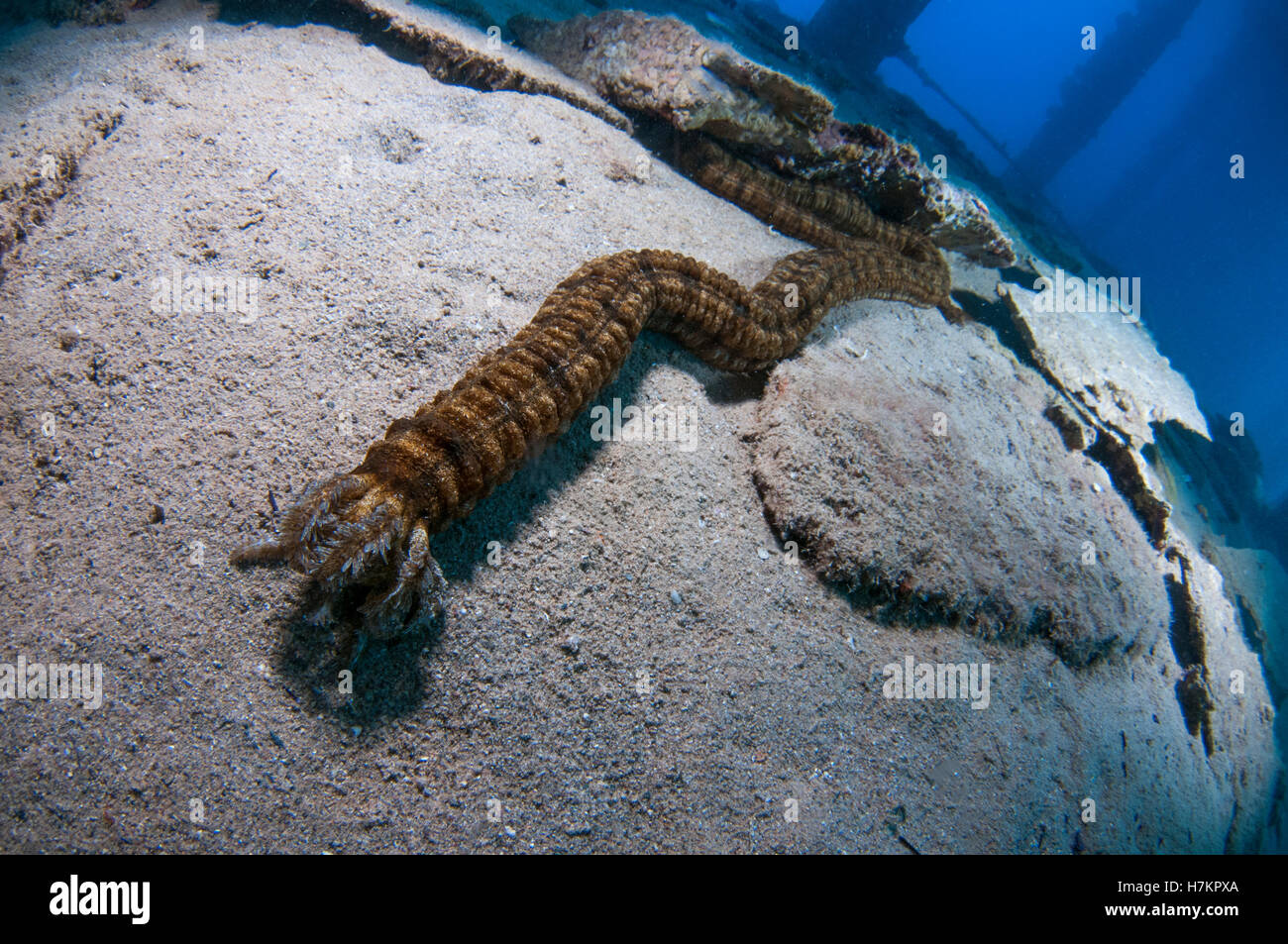 Synapta maculata sea cucumber also Zebra sea cucumber crawls on the sea bed, Red Sea, Israel Stock Photo