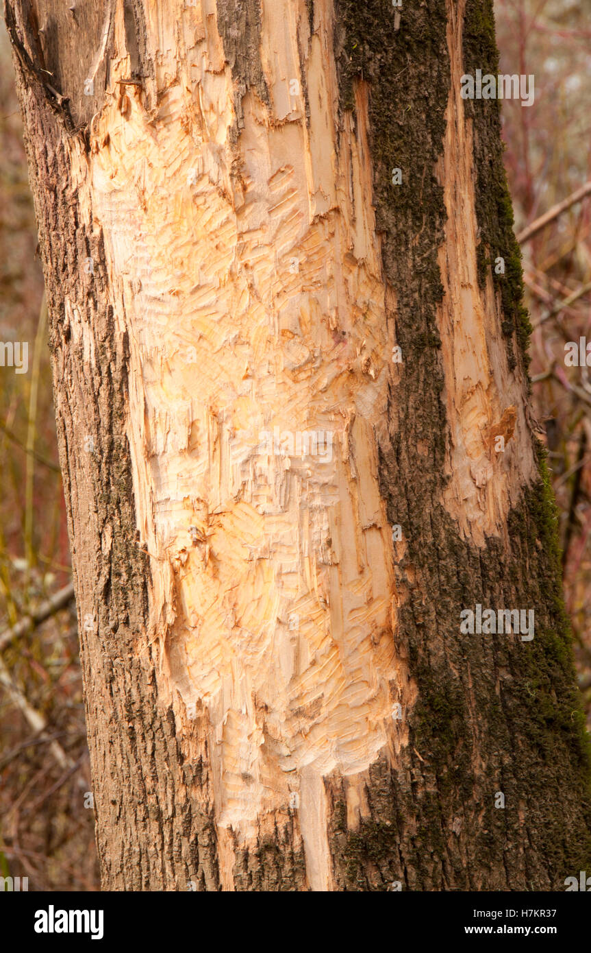 Beaver marks on trunk, Willamette Mission State Park, Oregon Stock Photo
