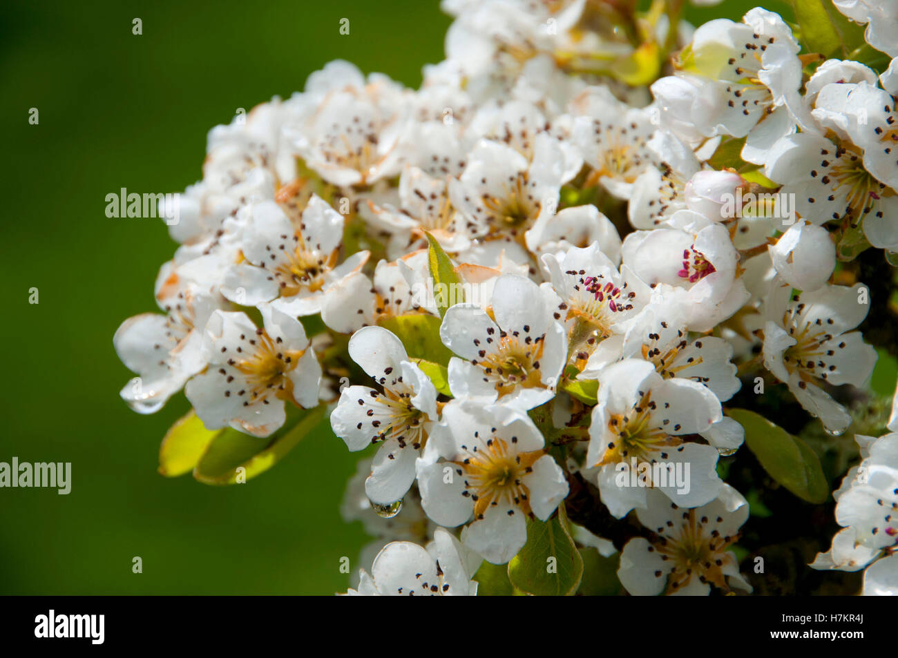 Fruit tree bloom, Marion County, Oregon Stock Photo Alamy