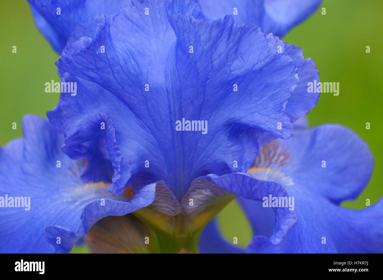 Yaquina Blue iris (Dykes Medal winner), Schreiners Iris Gardens, Keizer
