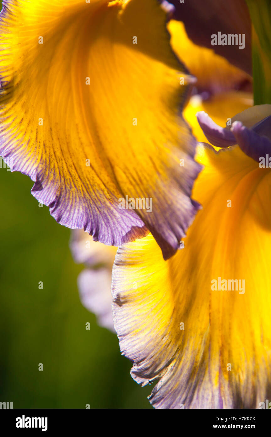 C'est Fantastique iris, Schreiners Iris Gardens, Keizer, Oregon Stock Photo