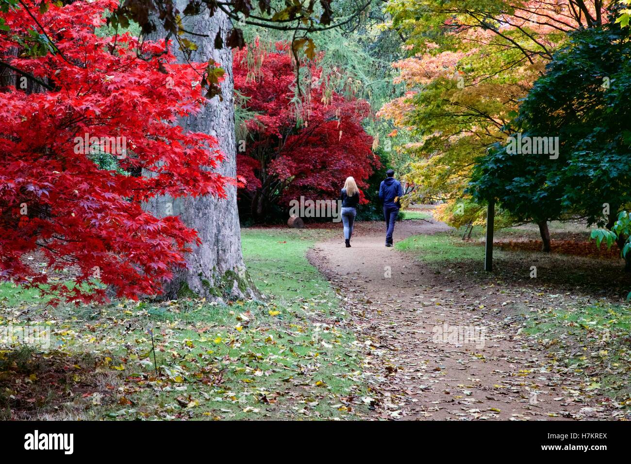 Autumn colour at Harcourt Arboretum. Stock Photo