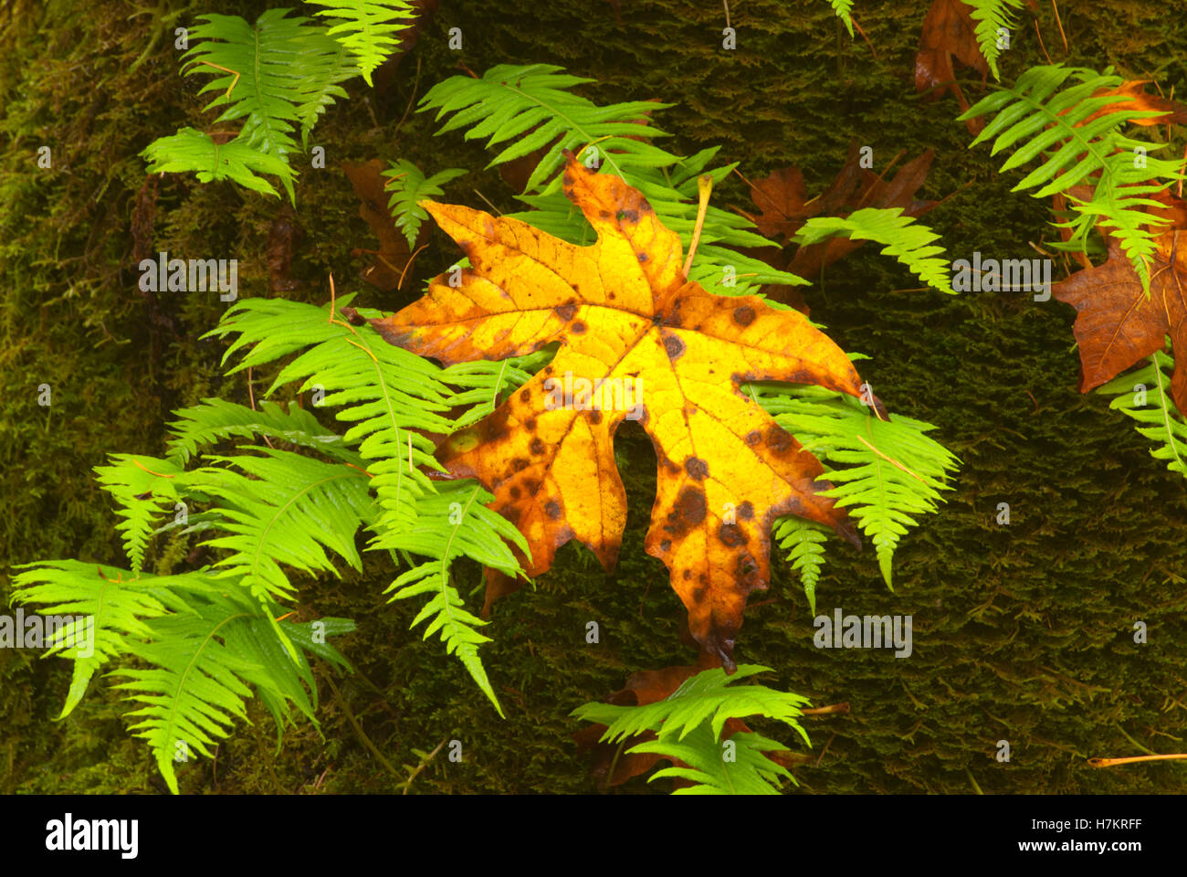 Bigleaf maple (Acer macrophyllum) leaf with licorice fern, North Santiam State Park, Oregon Stock Photo