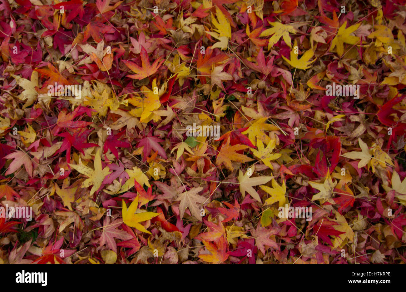 Colourful Autumn Leaves cover the floor Stock Photo Alamy