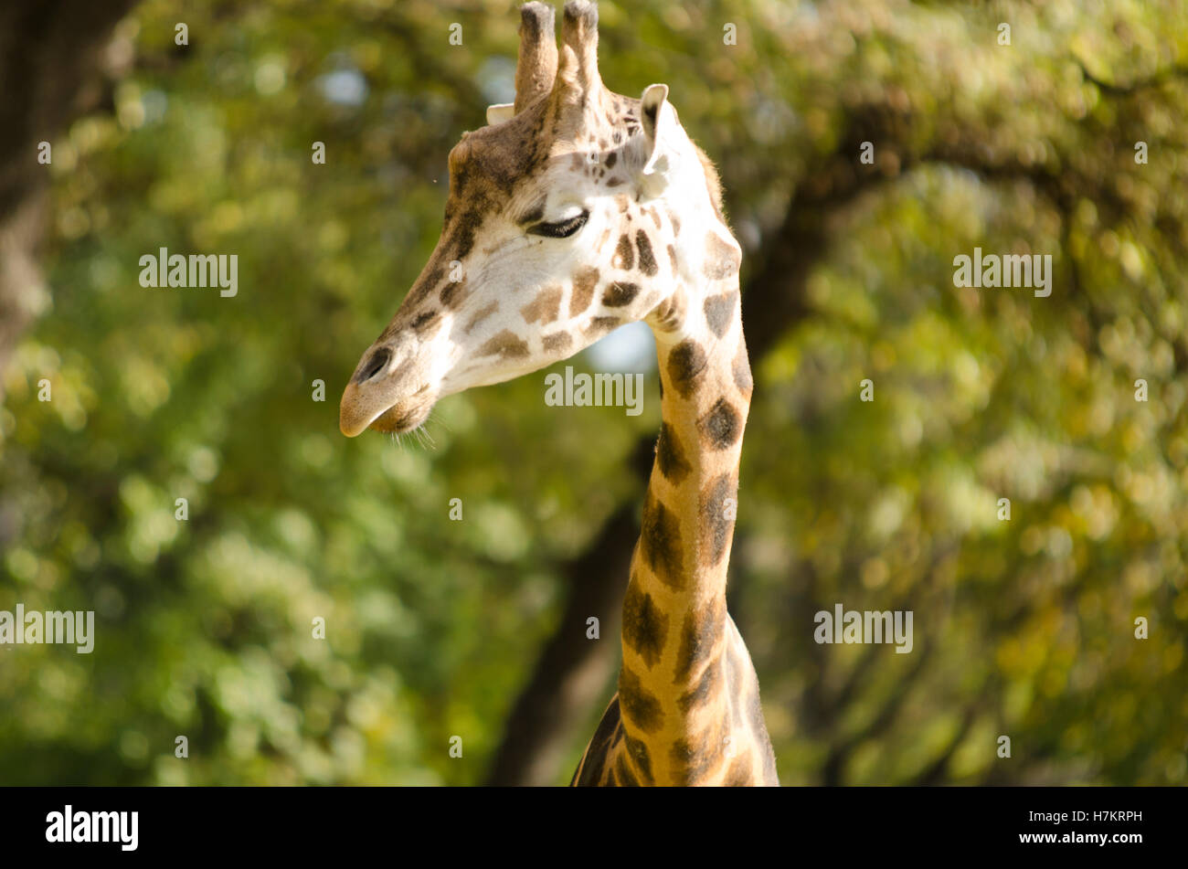 High giraffe hi-res stock photography and images - Alamy