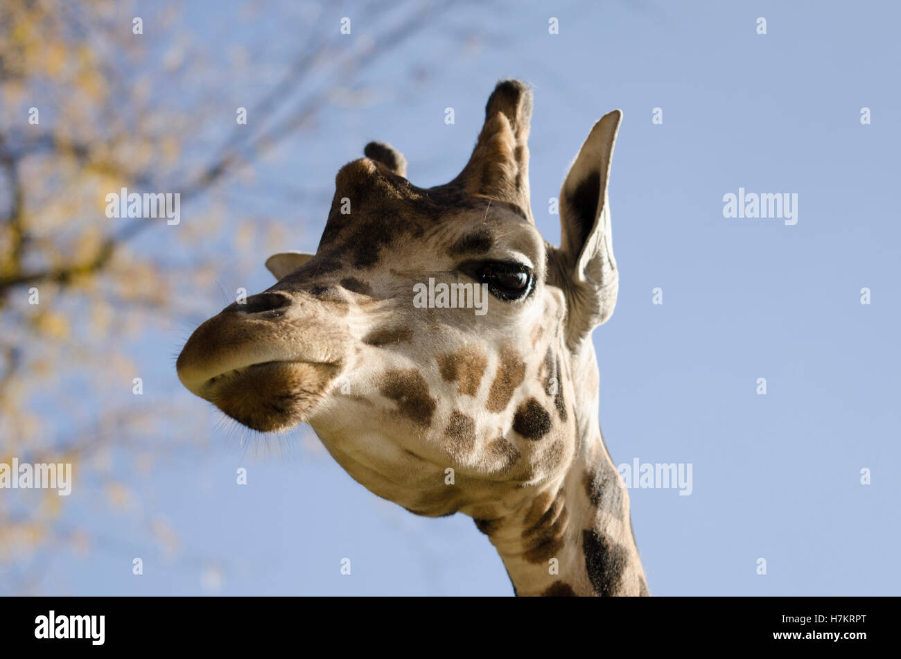 Giraffe close up Stock Photo
