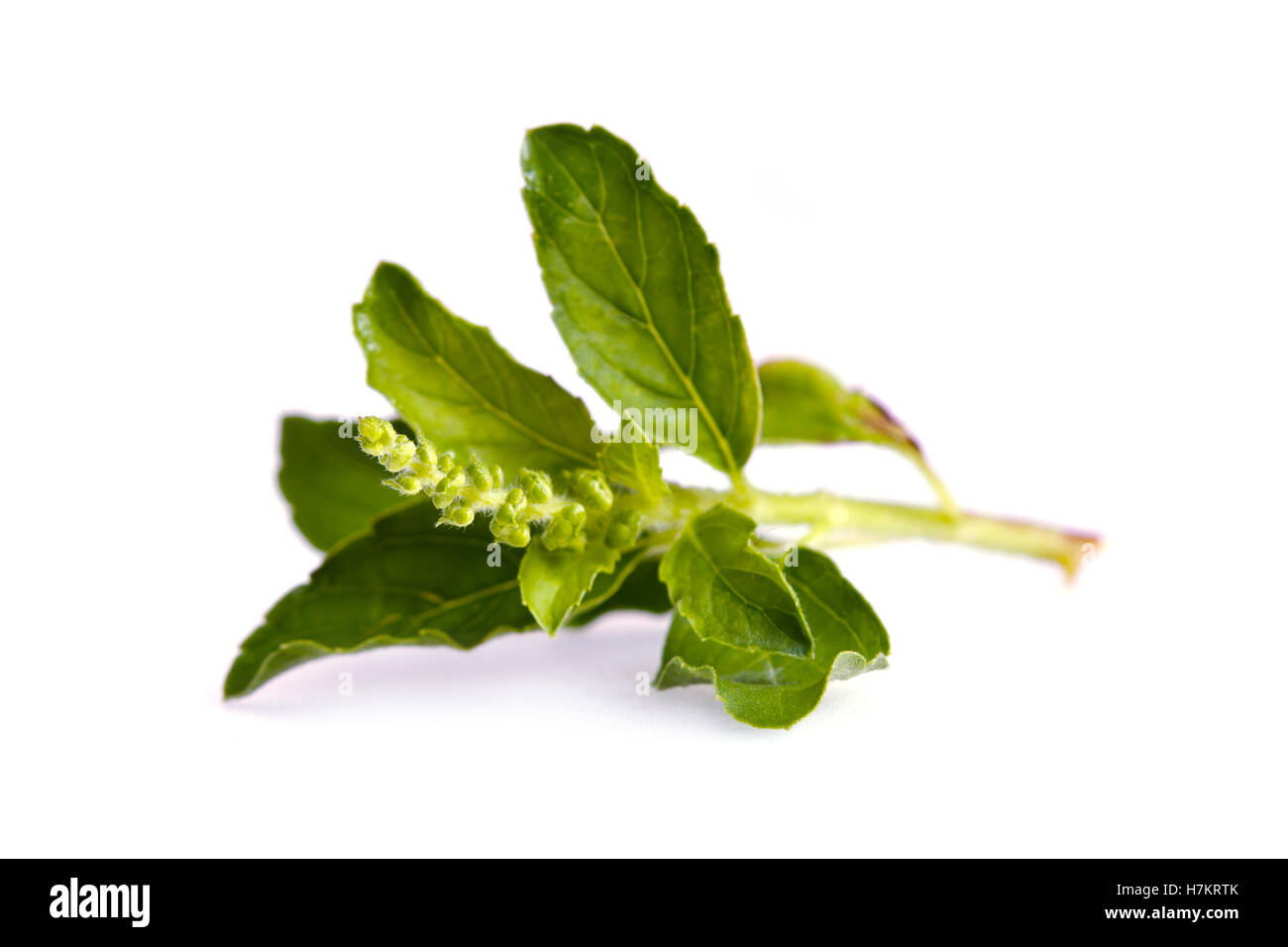 Basil leaf herb (Other names are Ocimum basilicum, great basil, Saint-Joseph's-wort, Basil Lamiaceae, thyrsiflora, lemon basil,  Stock Photo