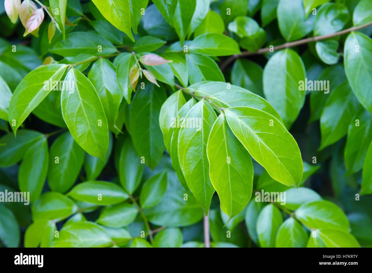 Osmanthus leaf (Also named as Apocynaceae Osmanthus, Oleeae, Oleaceae Osmanthus or Parameria barbata Schum.) in the garden Stock Photo