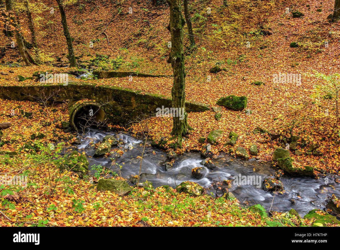 boulders in foliage near wooden bridge over creek in  forest on sunny autumn day Stock Photo