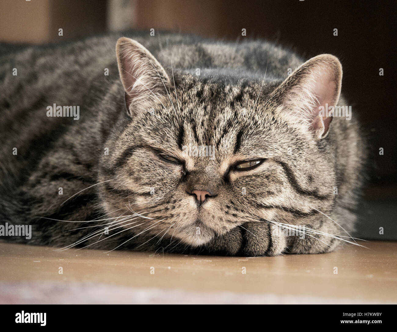 Tired cat relaxing on floor. Close up portrait of resting pet. Relaxed and carefree expression. Stock Photo