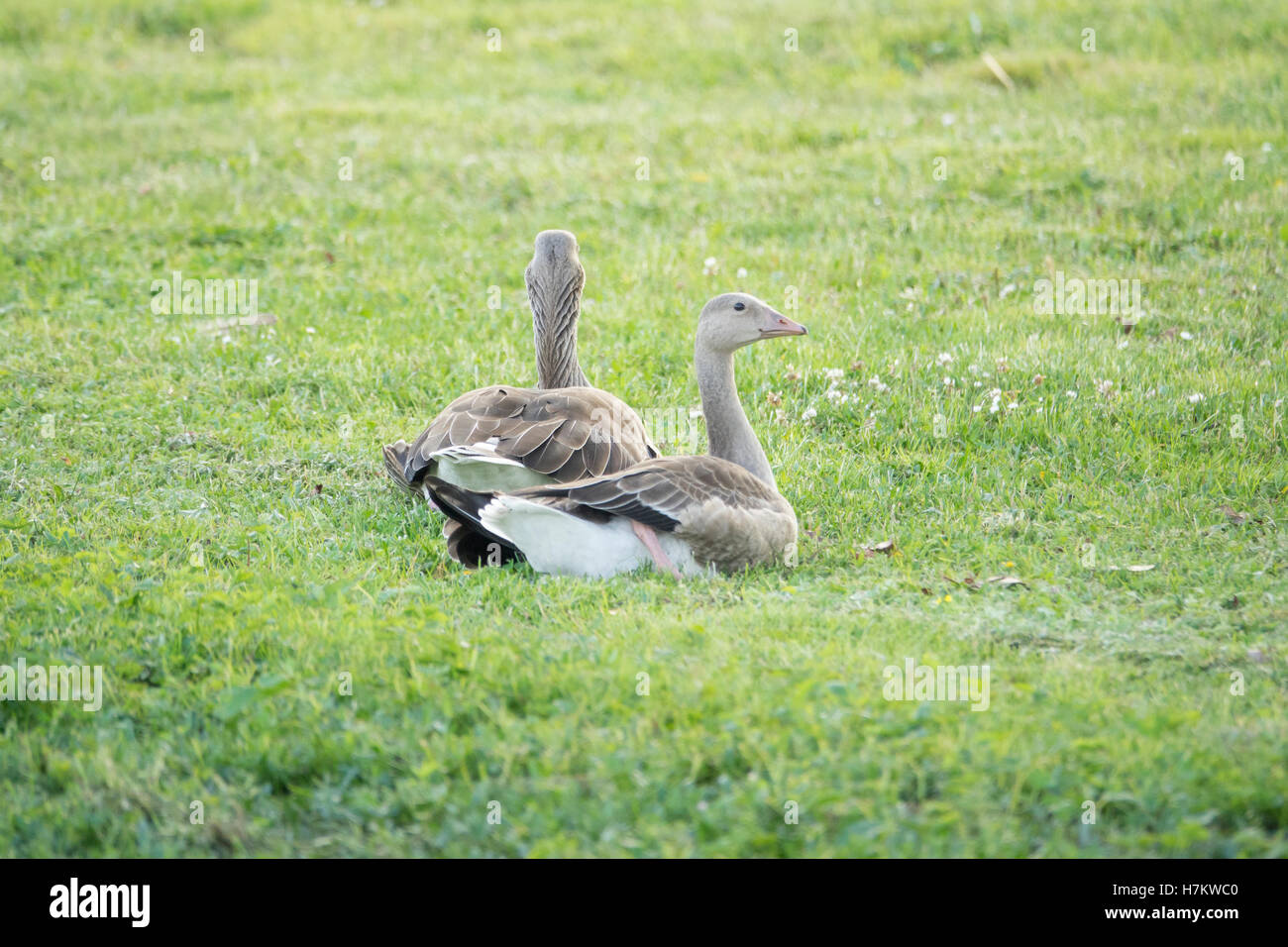 Two greylag geese on green grass. Wildlife nature scene with birds relaxing in a summer meadow. Stock Photo