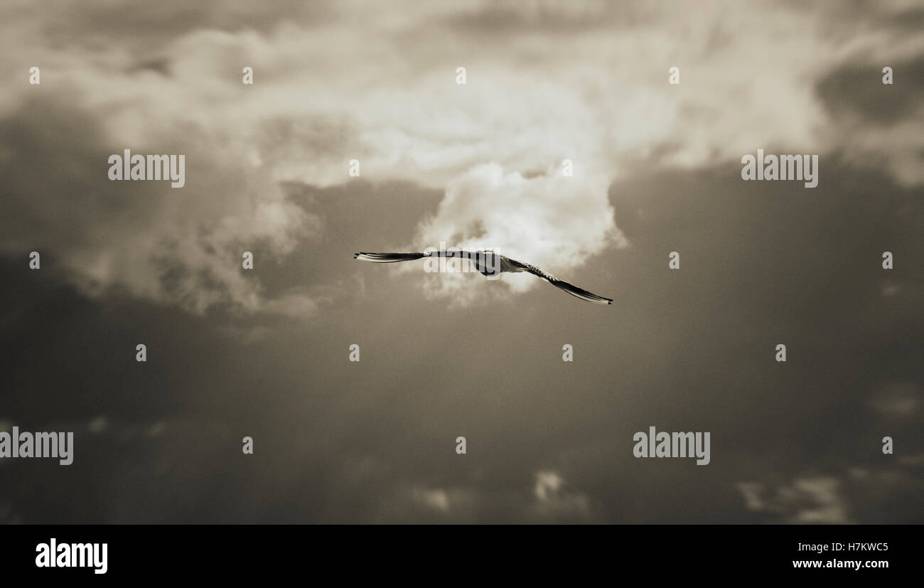 One bird soaring alone in the sky. conceptual image of freedom and moving forward. Stock Photo
