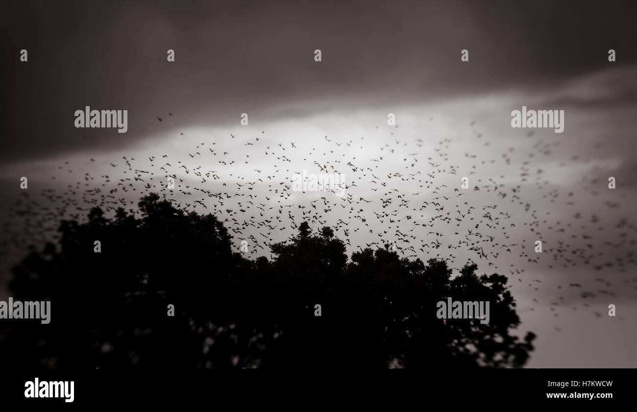 Big flock of birds flying in the sky above forest. Dark and moody nature background. Stock Photo