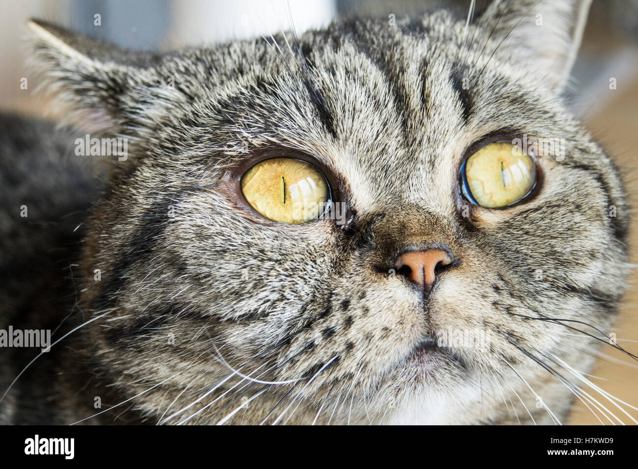 British shorthair cat looking away with curiosity. Close up of head and eyes. Stock Photo