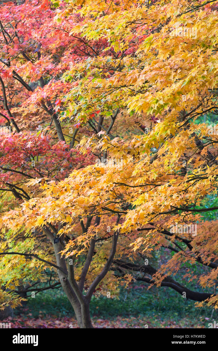 'Japanese Maple' trees [Acer palmatum], autumn colour, UK Stock Photo