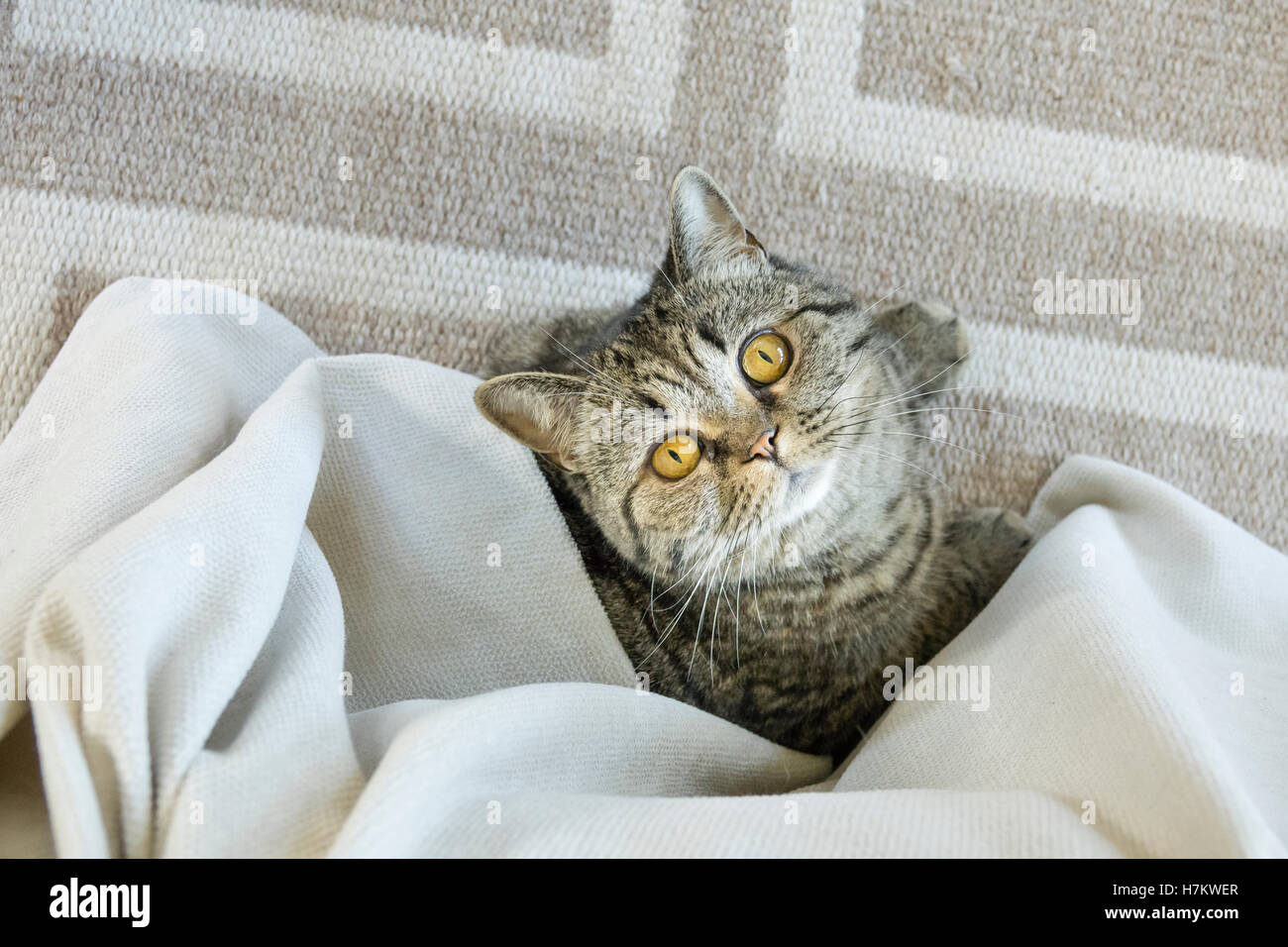 British shorthair cat lying down on floor looking up. Stock Photo