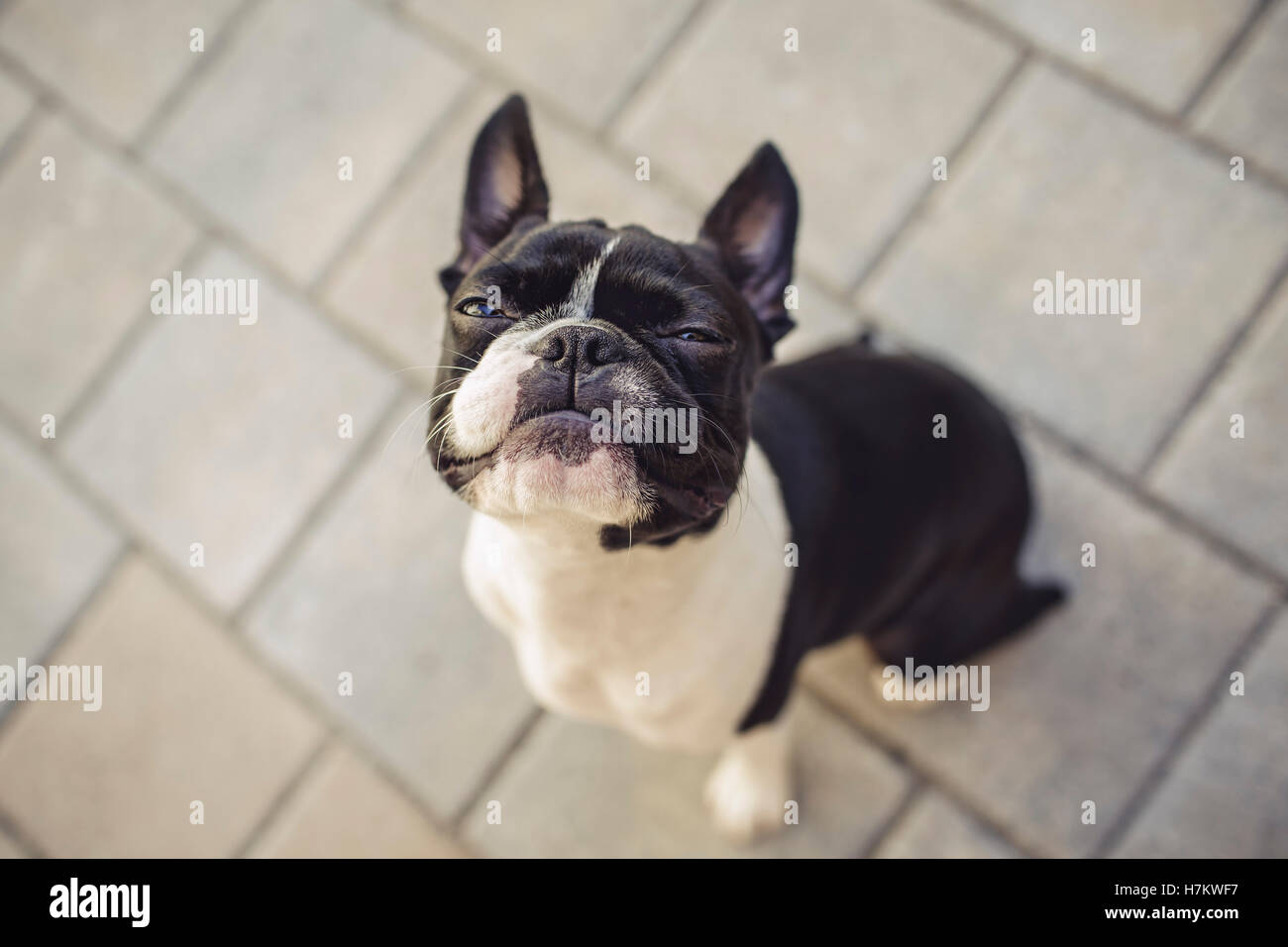 Young Boston terrier making a grumpy face and looking up into the camera Stock Photo