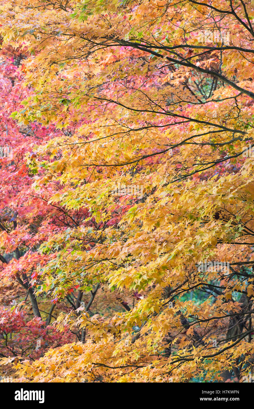 'Japanese Maple' tree [Acer palmatum], autumn colour, UK Stock Photo