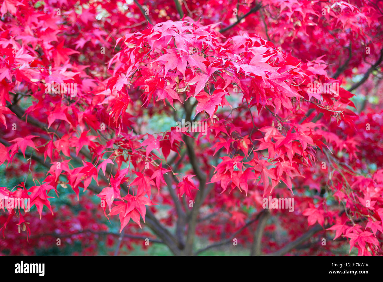 Bright red leaves of a 'Japanese Maple' [Acer palmatum], autumn colour, UK Stock Photo